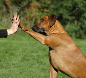 depositphotos_20793491-stock-photo-dog-pressing-his-paw-against