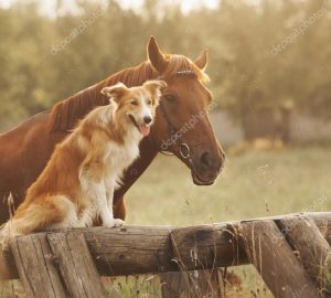 depositphotos_24588031-stock-photo-red-border-collie-dog-and