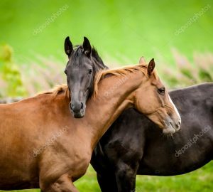 depositphotos_86321794-stock-photo-two-horses-embracing-in-friendship