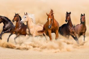 מילון סוסים: מה שפת הגוף של הסוס אומרת